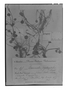Ranunculus psychrophilus image