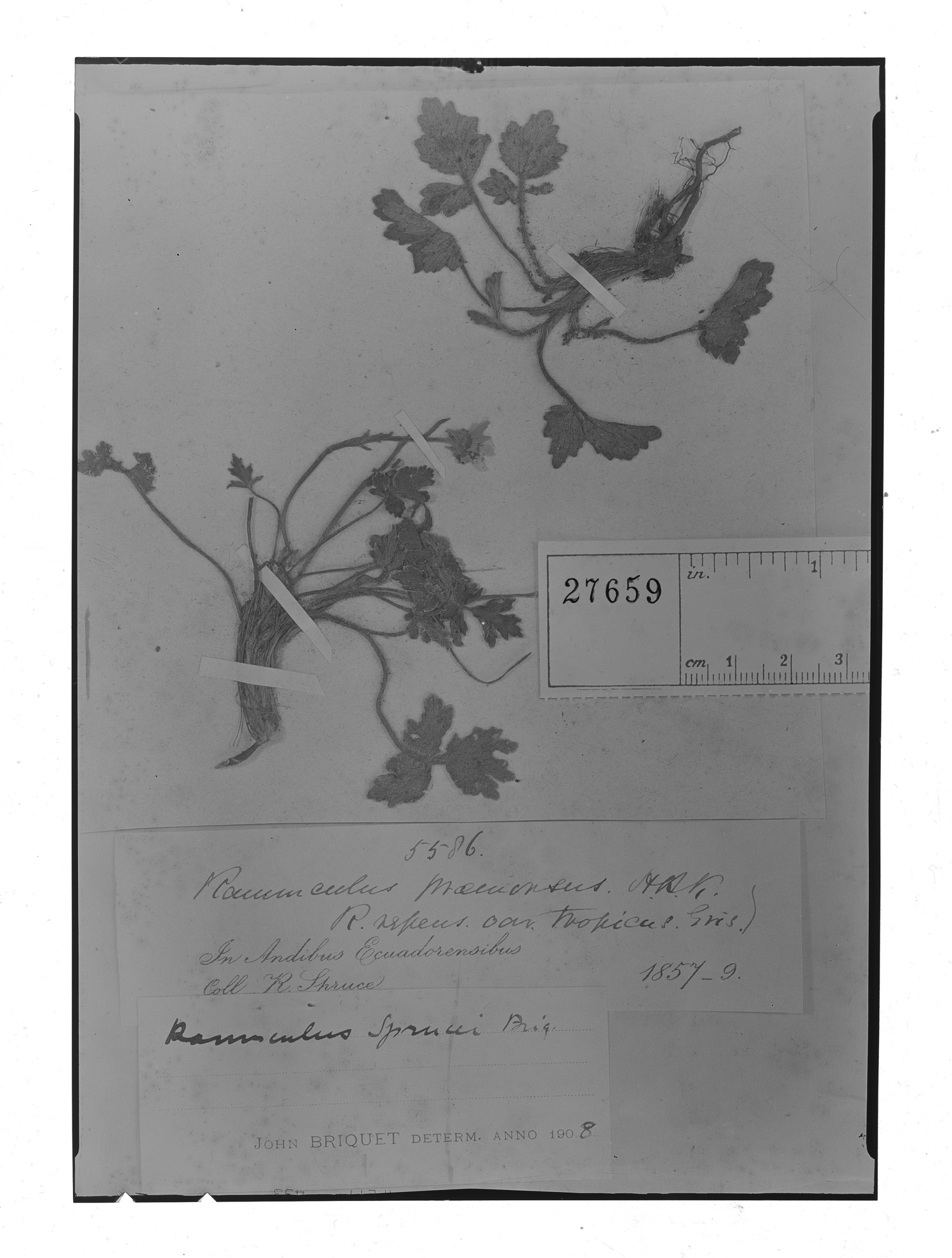 Ranunculus sprucei image