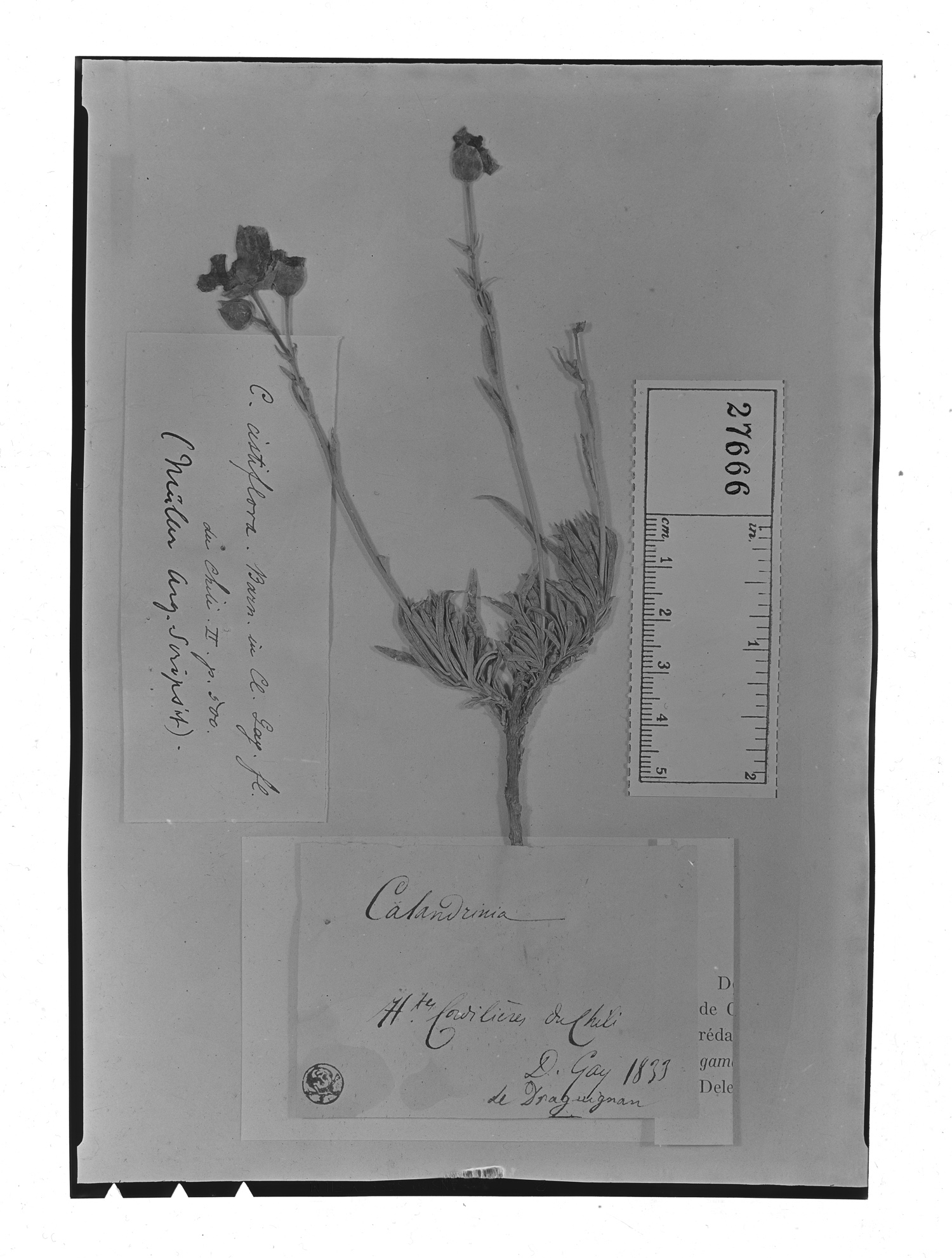 Montiopsis cistiflora image
