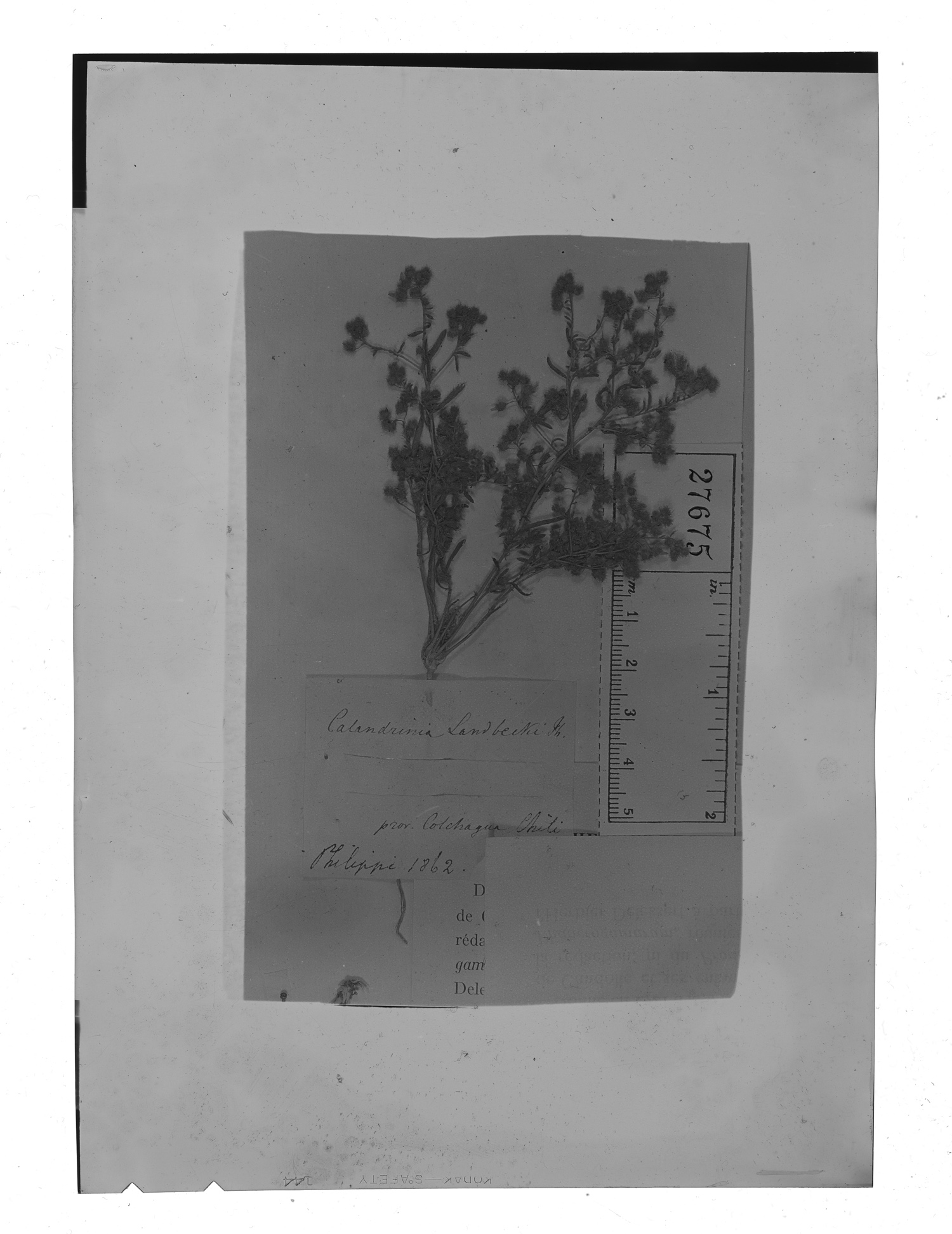 Montiopsis ramosissima image