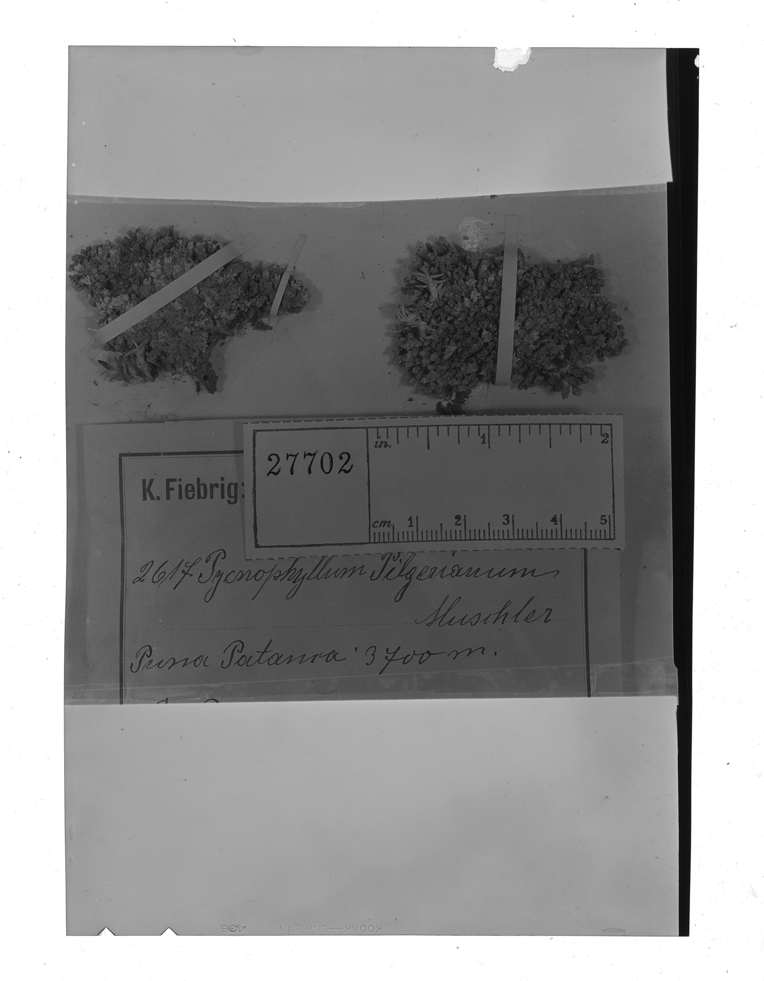 Pycnophyllum pilgerianum image