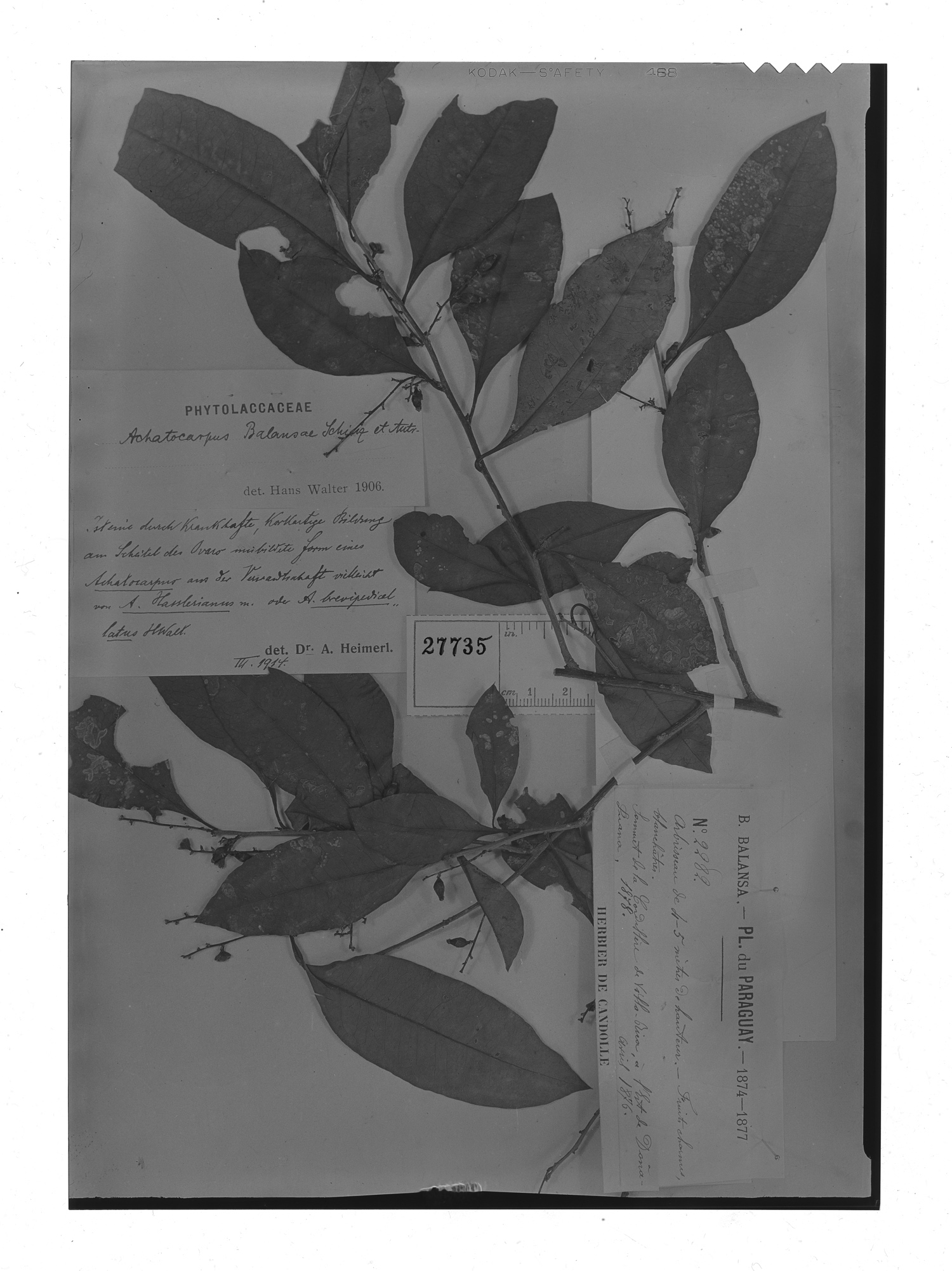 Achatocarpus balansae image