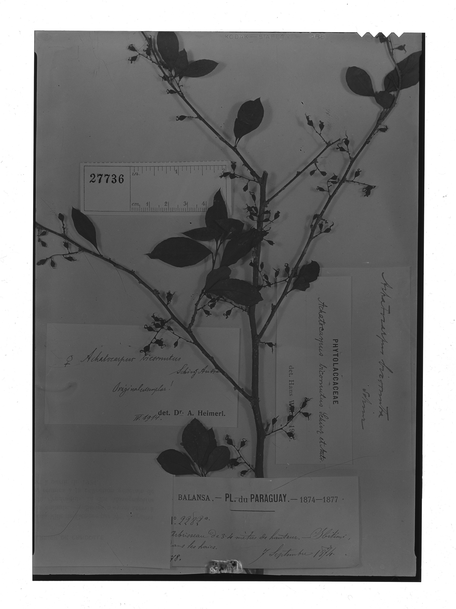 Achatocarpus bicornutus image
