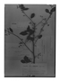 Achatocarpus bicornutus image