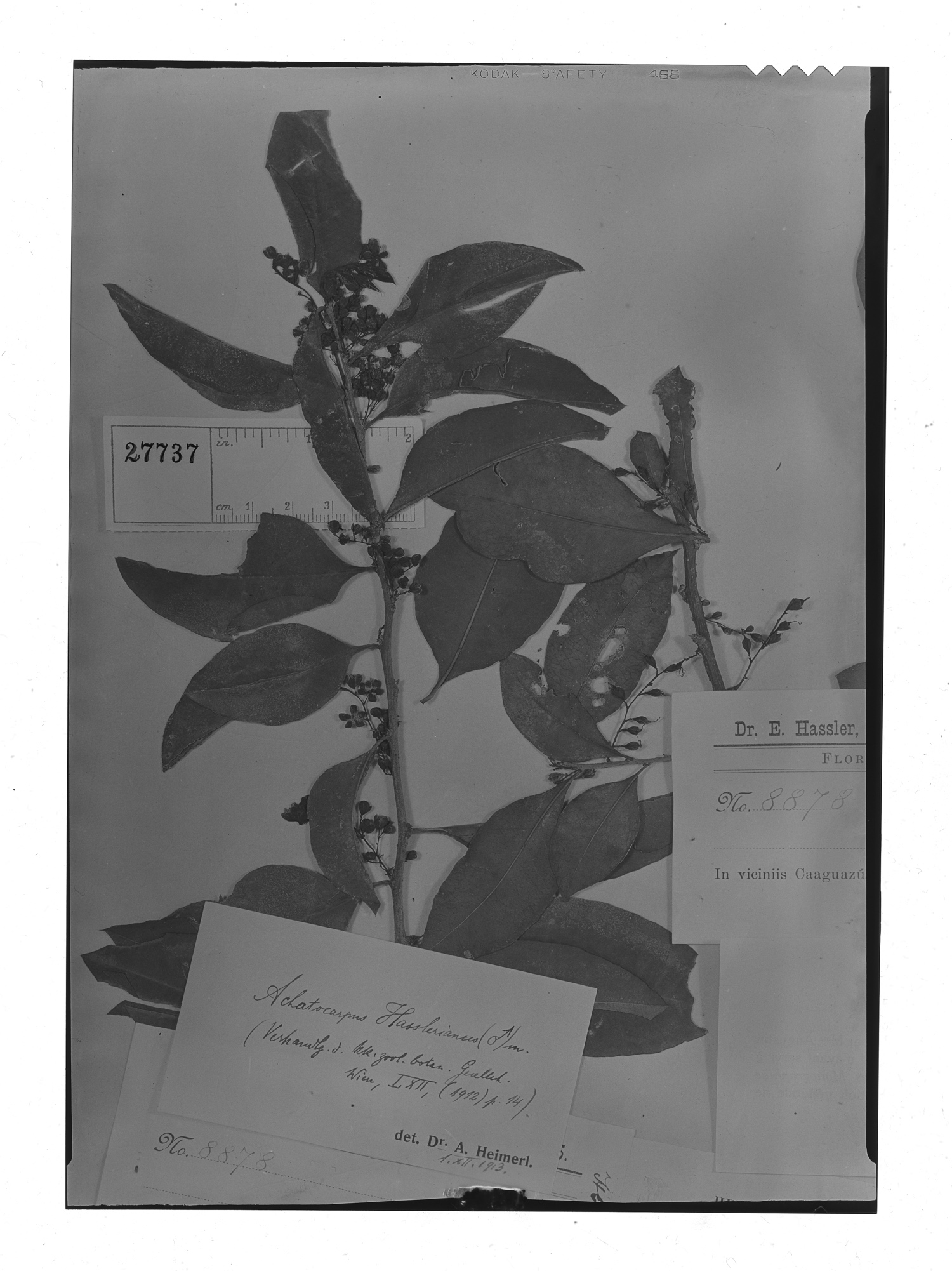 Achatocarpus hasslerianus image
