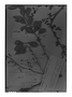 Achatocarpus microcarpus image