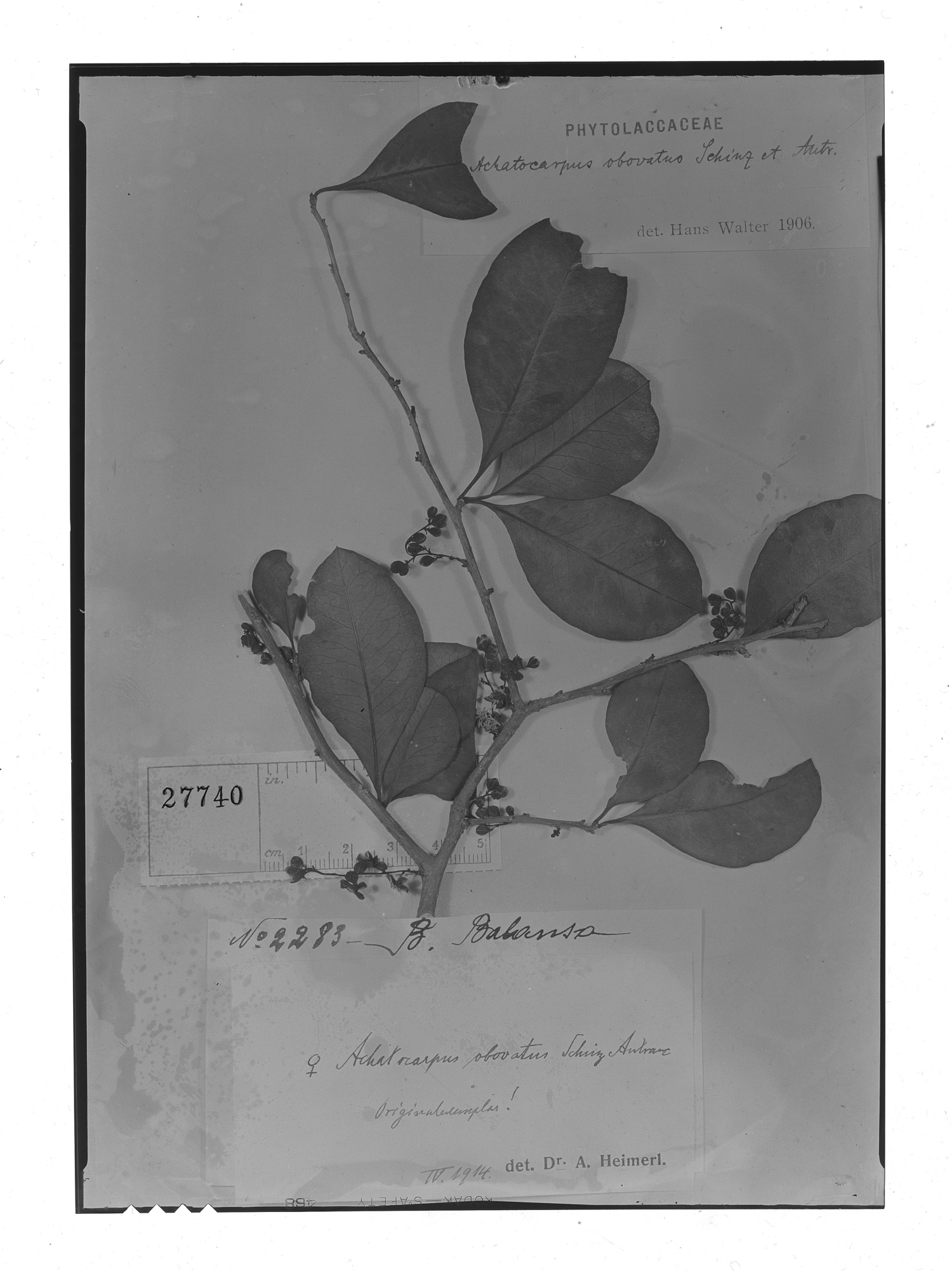 Achatocarpus praecox  obovatus image