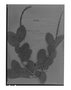 Coccoloba obtusifolia image