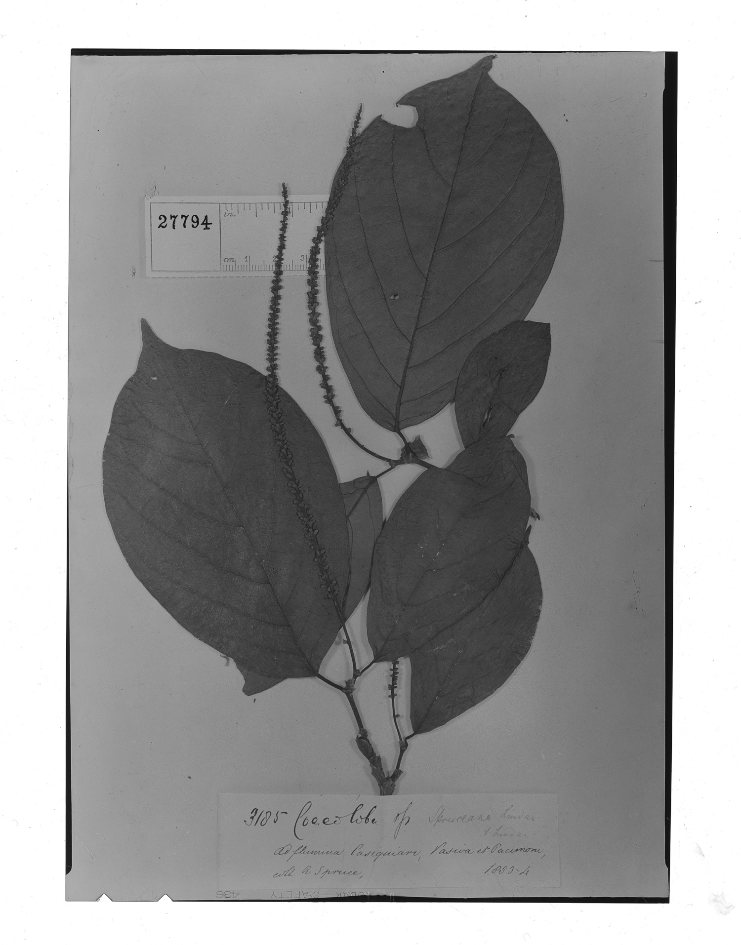 Coccoloba spruceana image