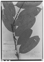 Psammisia pauciflora image