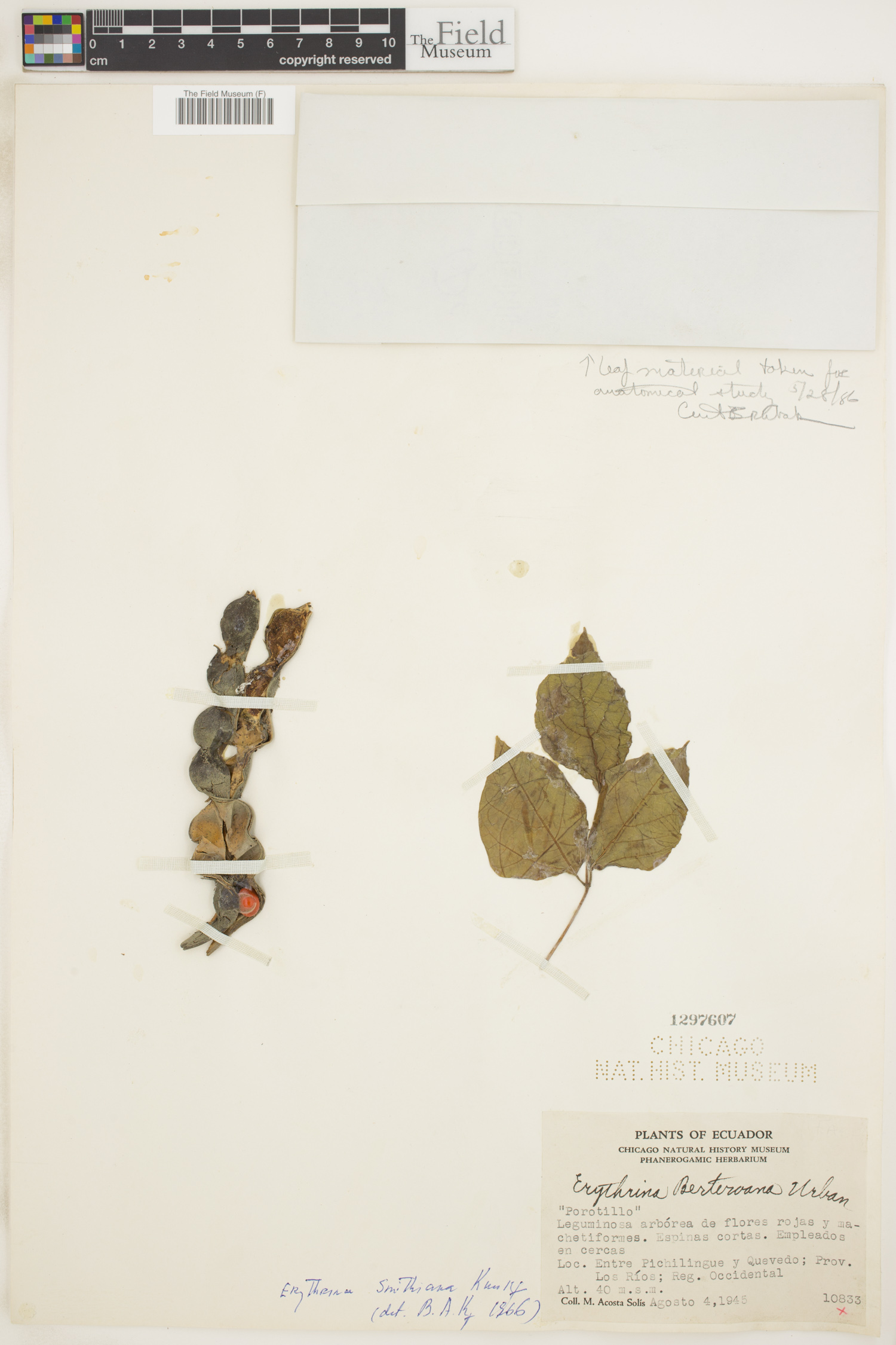 Erythrina smithiana image