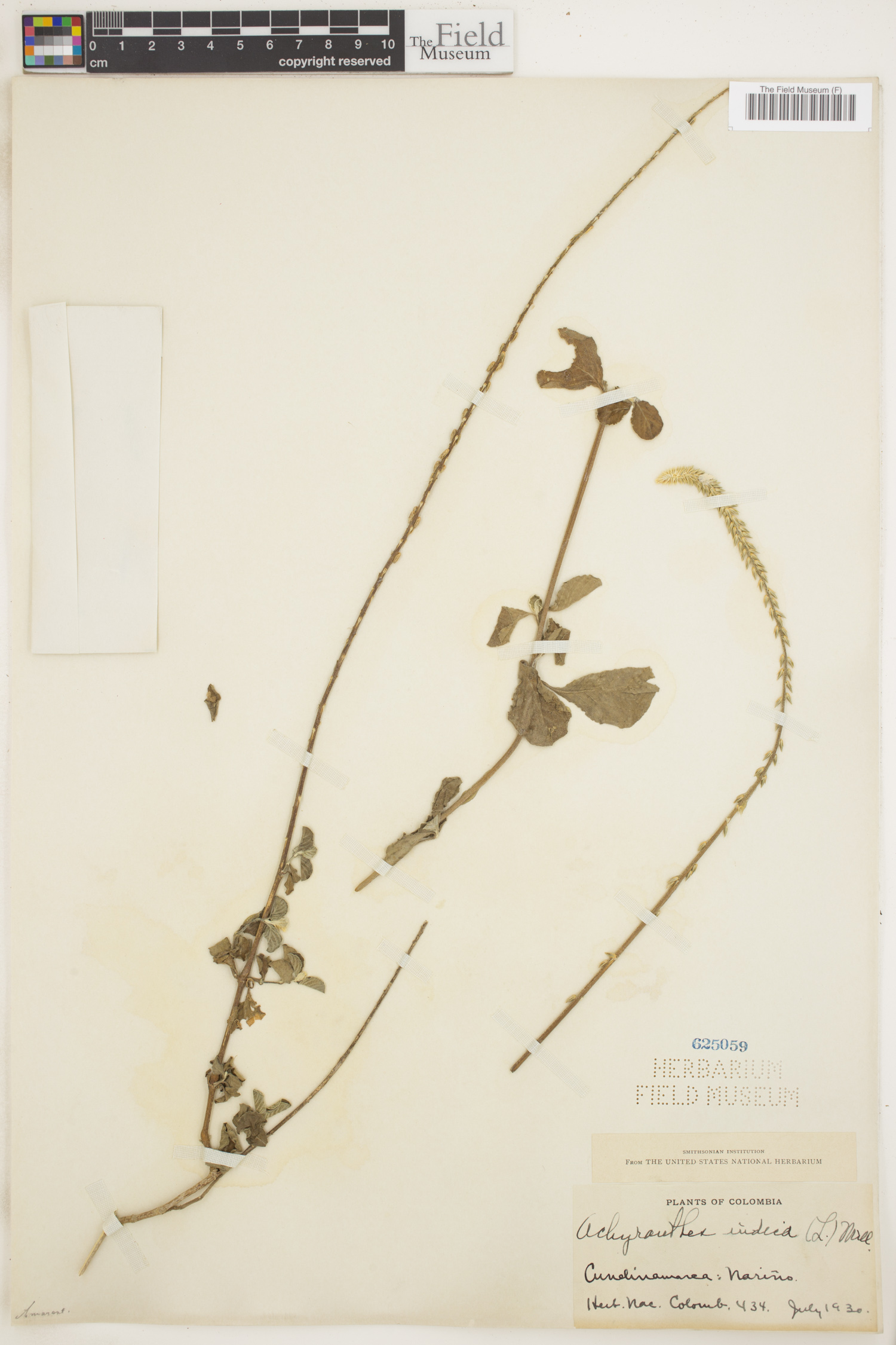 Achyranthes indica image