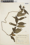 Celosia grandifolia image