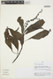 Celosia grandifolia image