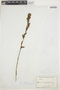 Celosia virgata image