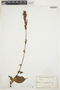 Celosia virgata image