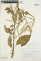 Chamissoa altissima var. rubella image
