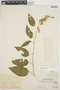 Chamissoa altissima var. rubella image