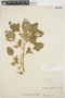 Amaranthus urceolatus image