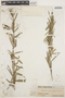 Galactia parvifolia image