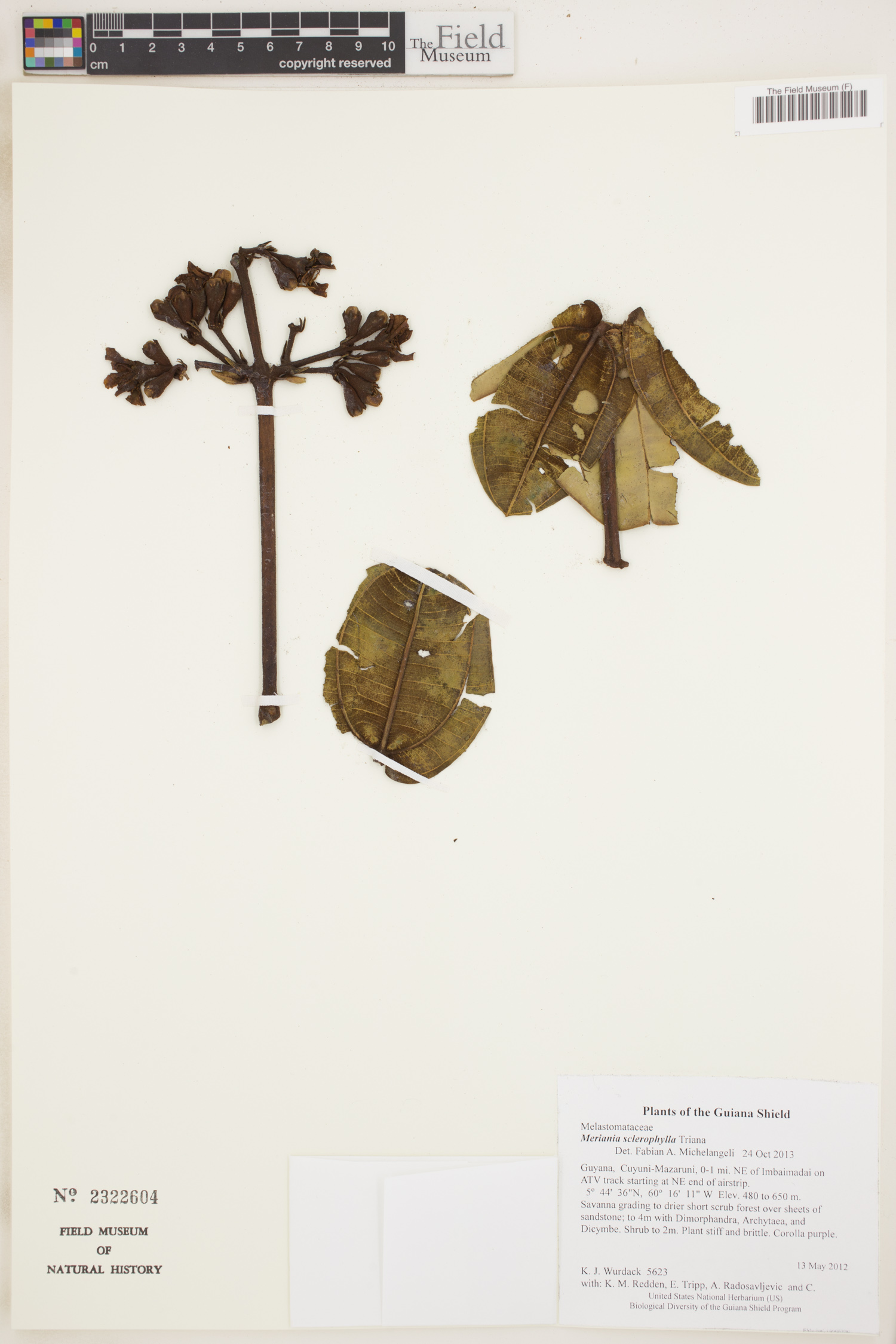 Meriania sclerophylla image