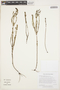 Siphanthera cordifolia image