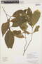 Psychotria lupulina image
