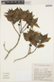 Psychotria vellosiana image