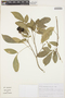 Galipea jasminiflora image