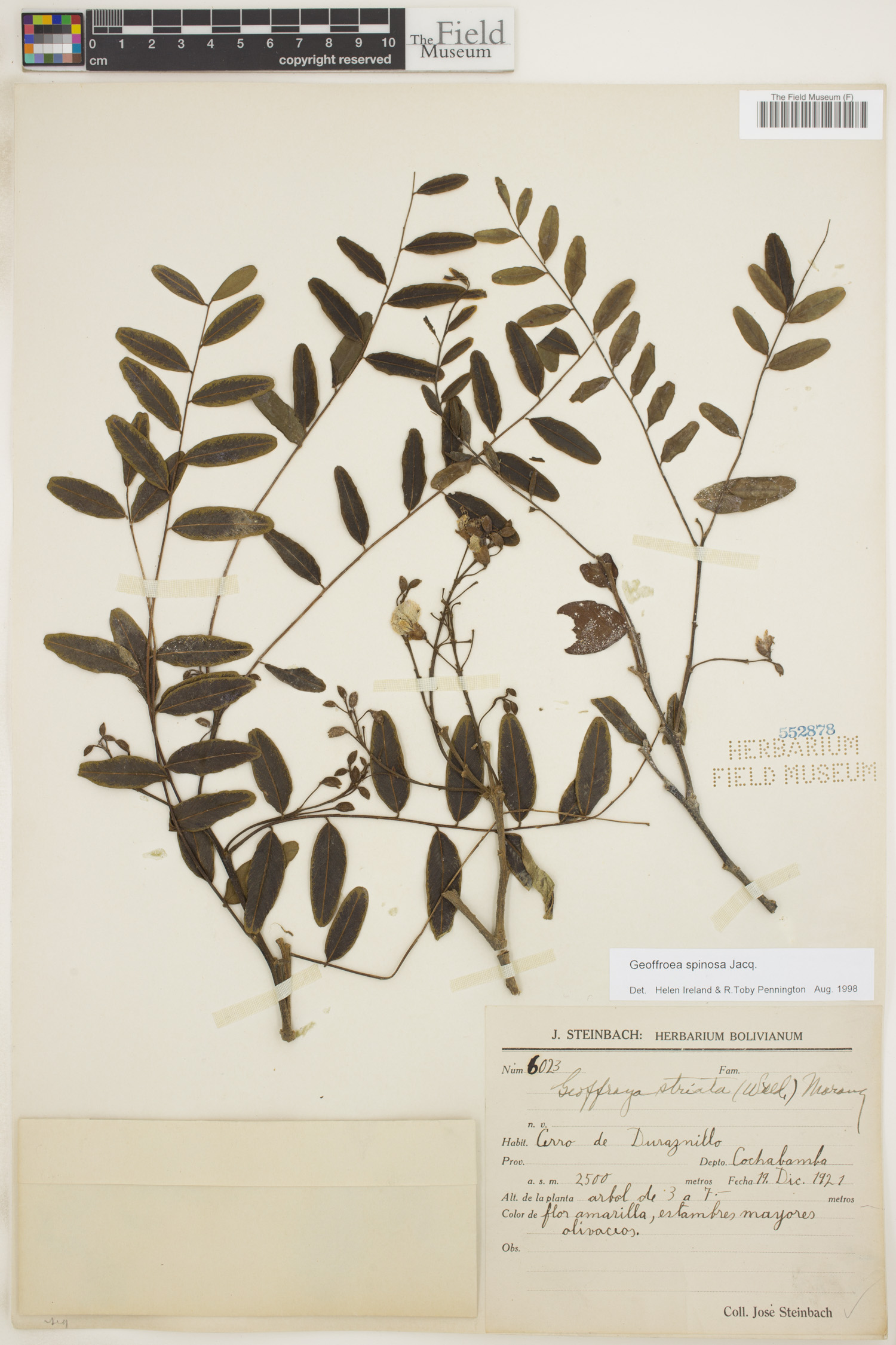Geoffroea spinosa image