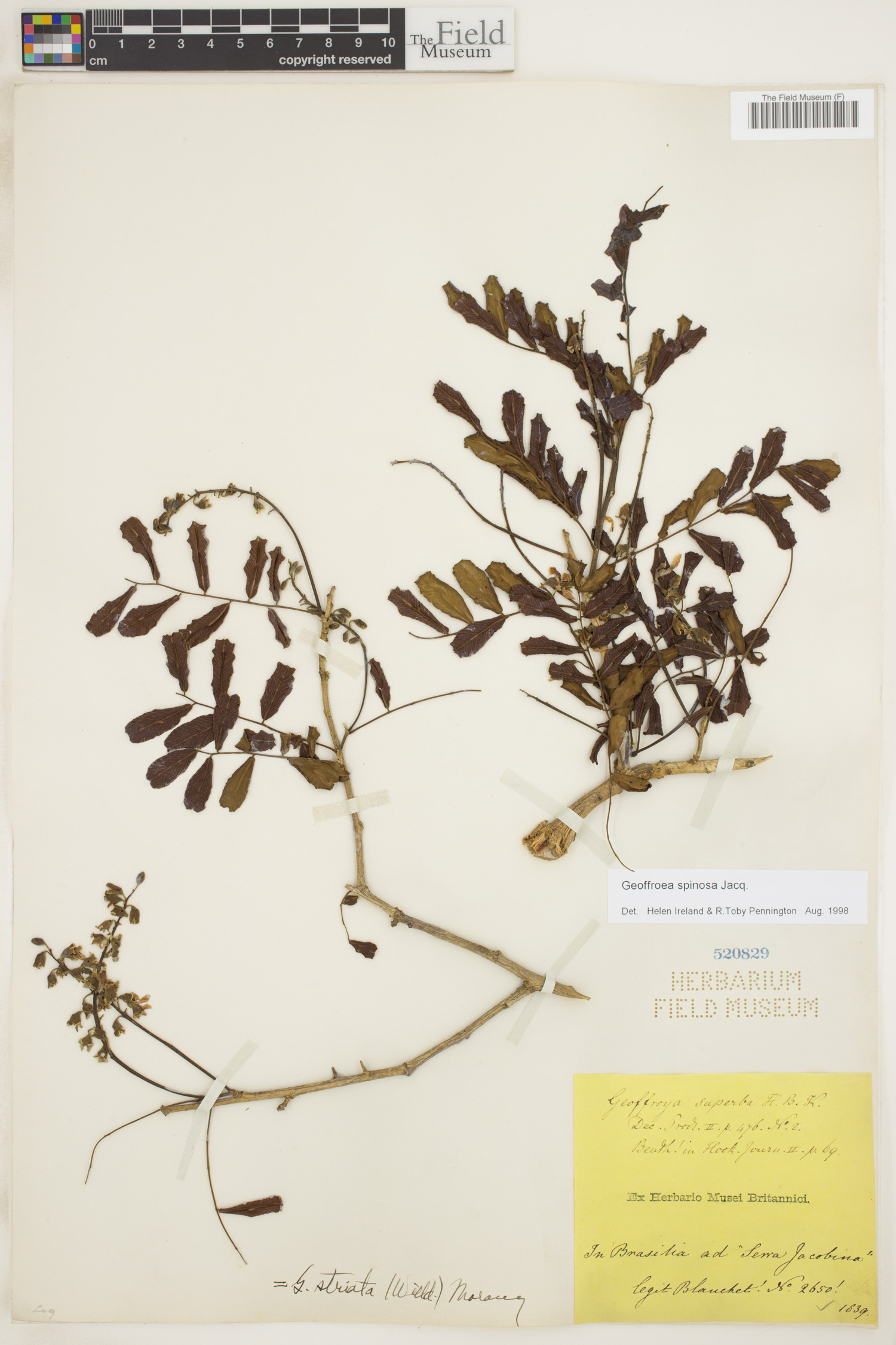 Geoffroea spinosa image