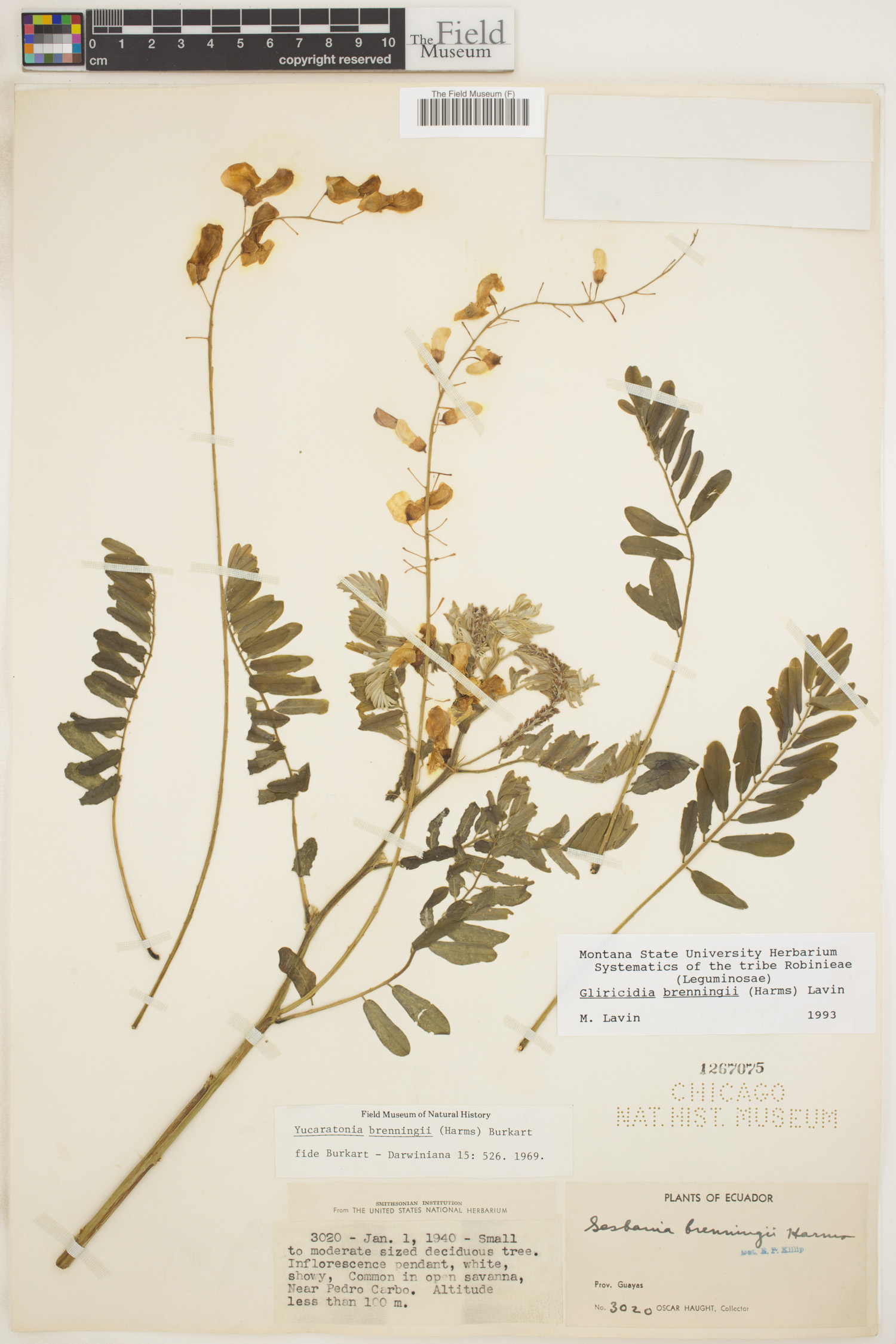 Gliricidia brenningii image