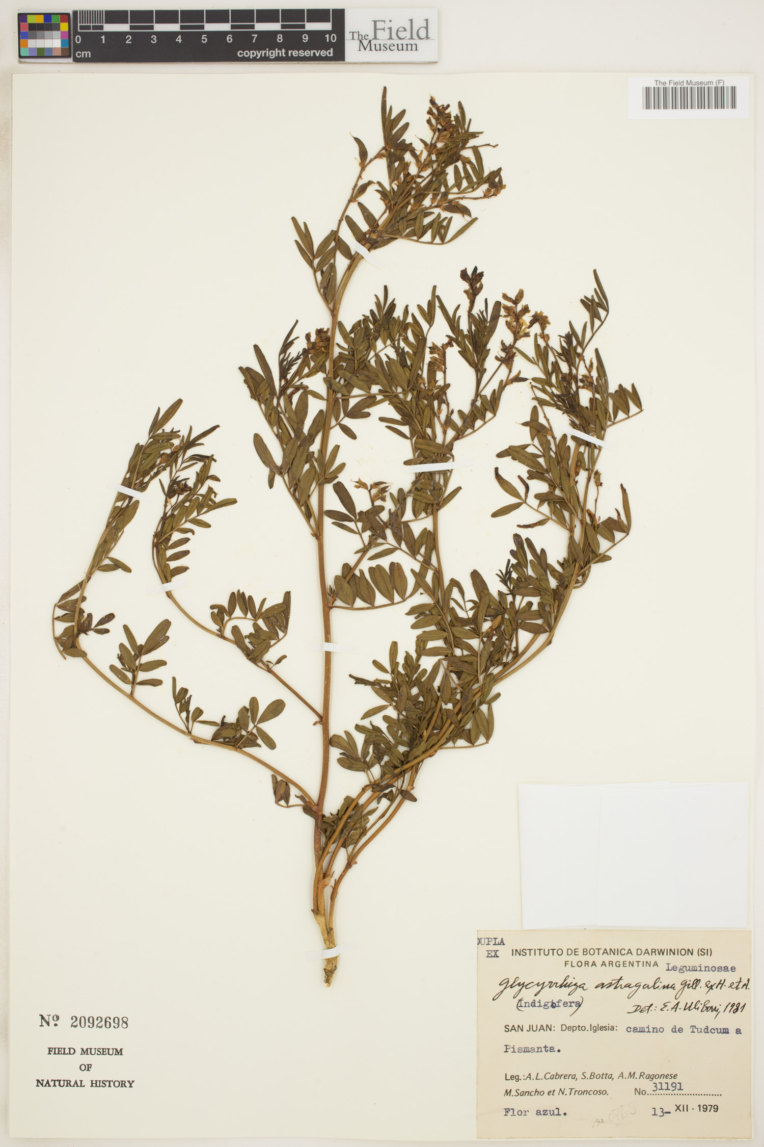 Glycyrrhiza astragalina image
