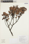 Weinmannia guyanensis image