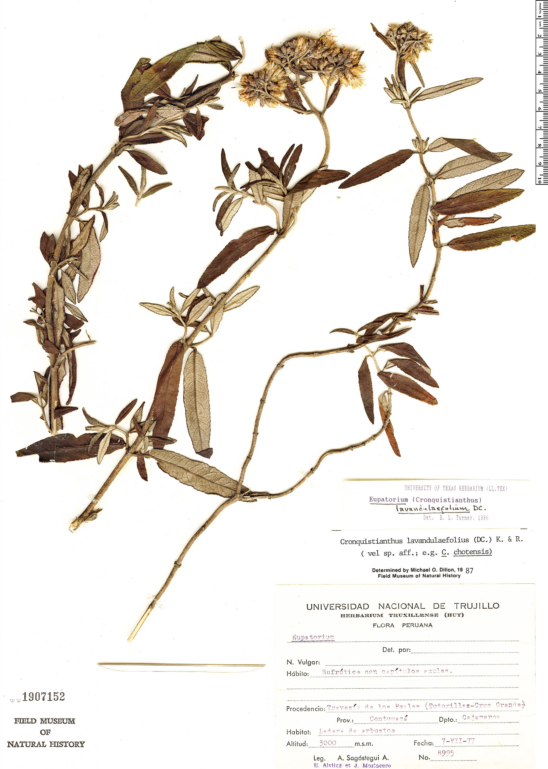 Cronquistianthus lavandulifolius image