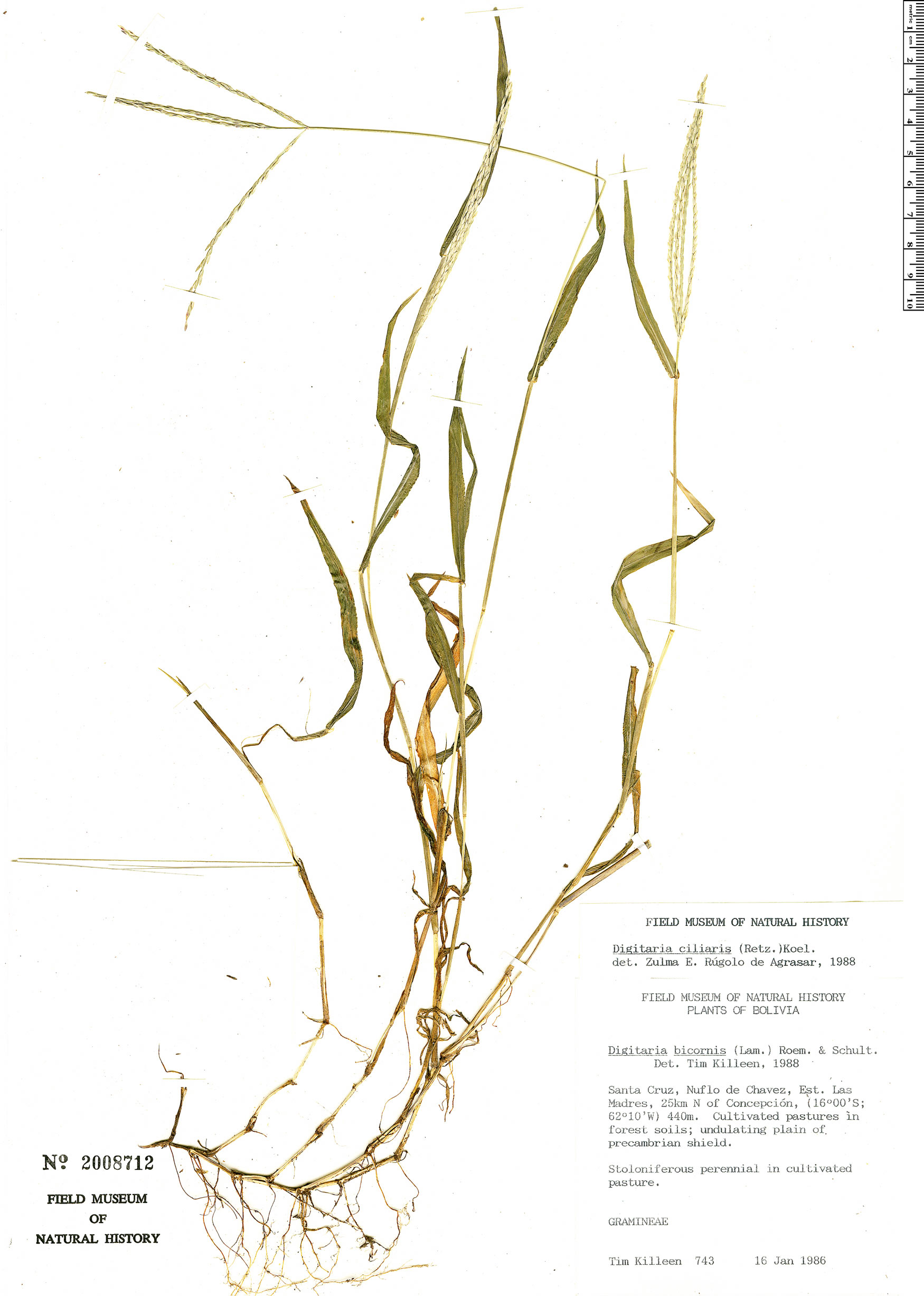 Digitaria ciliaris image