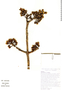 Ceiba pentandra image
