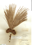 Pinus caribaea image