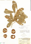 Pouteria dominigensis image