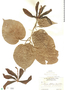 Talipariti elatum image