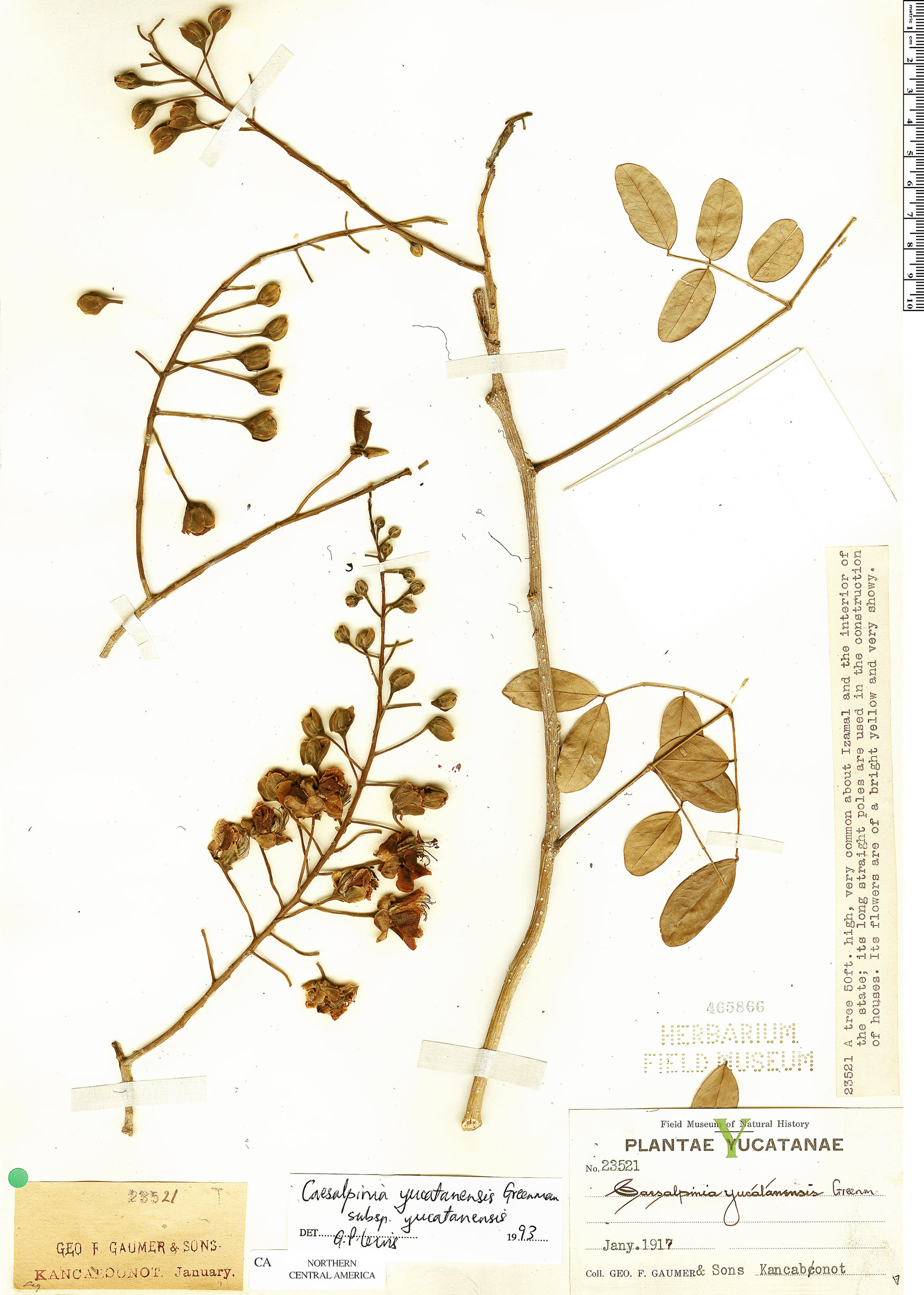 Caesalpinia yucatanensis image