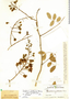 Caesalpinia yucatanensis image