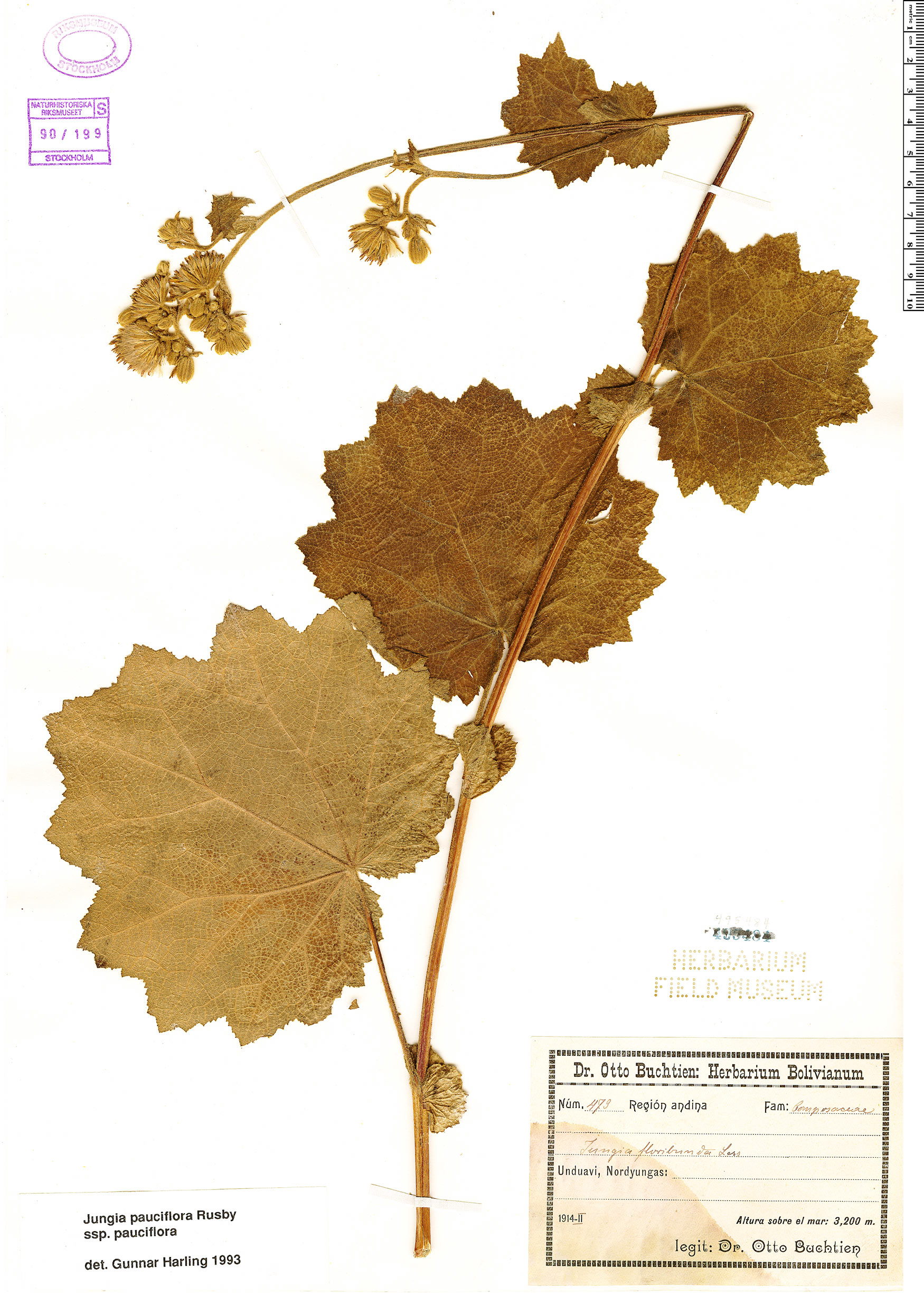 Jungia pauciflora image