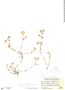 Drymaria rotundifolia image