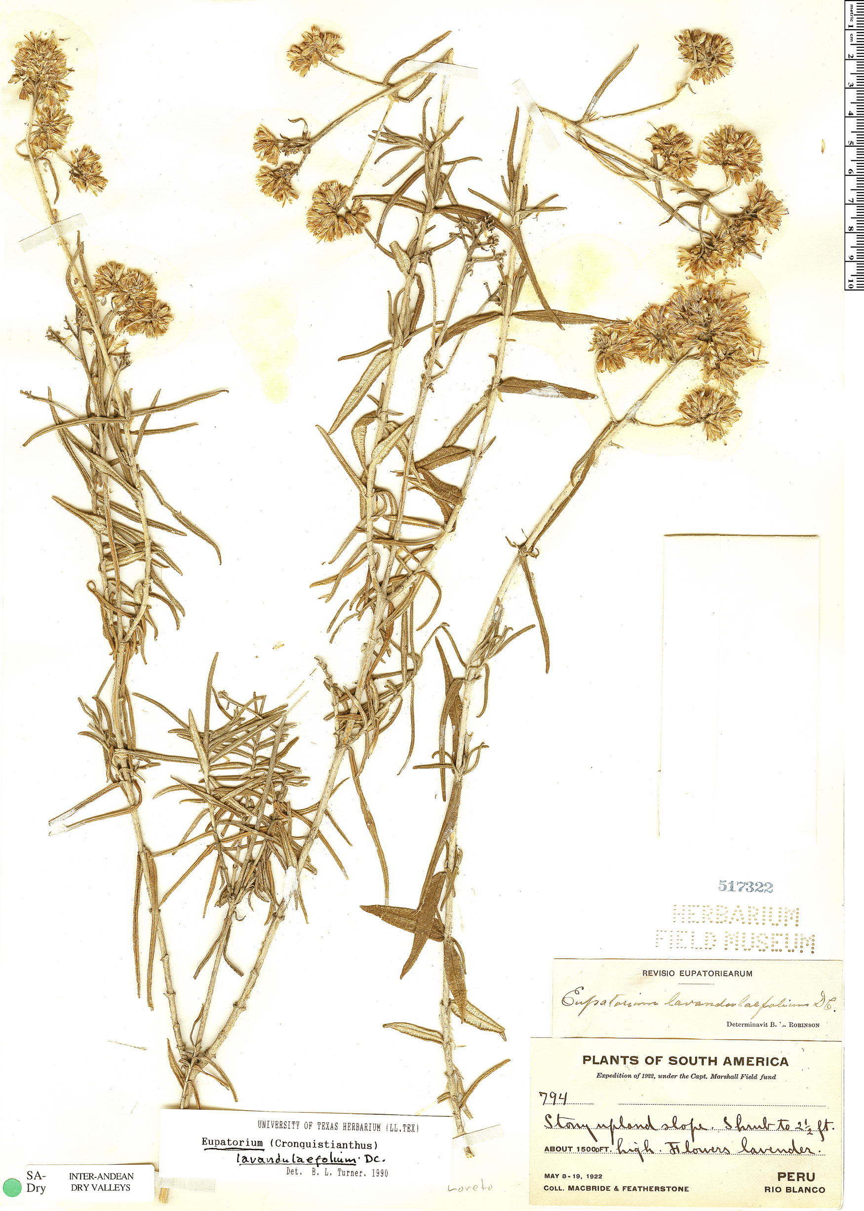 Cronquistianthus lavandulifolius image