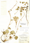 Lachemilla orbiculata image
