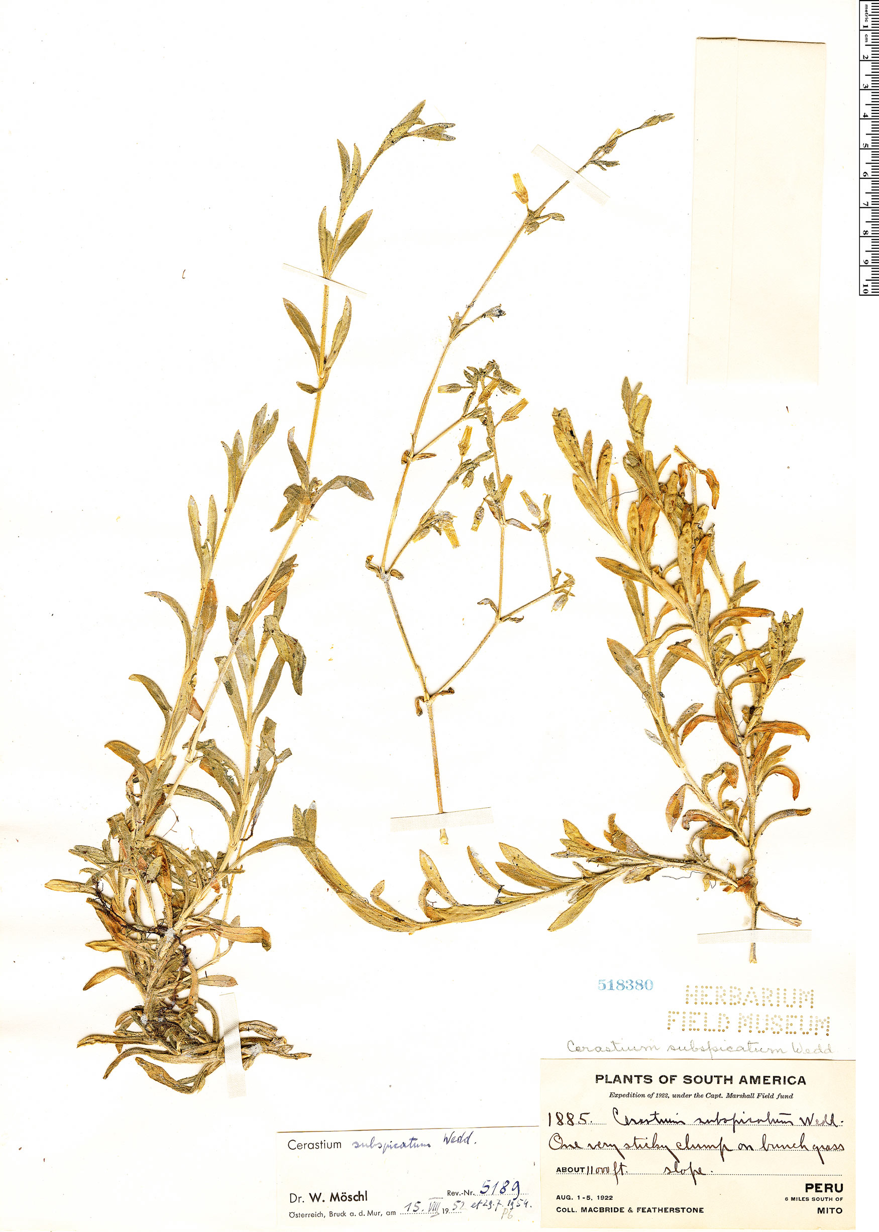Cerastium subspicatum image
