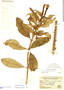 Fuchsia denticulata image