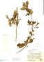 Fuchsia ferreyrae image