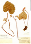 Begonia pleiopetala image